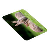 Kutest Baby Animals | Wild Bunny Rabbits Magneet (Rechterzijde)