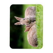 Kutest Baby Animals | Wild Bunny Rabbits Magneet (Verticaal)