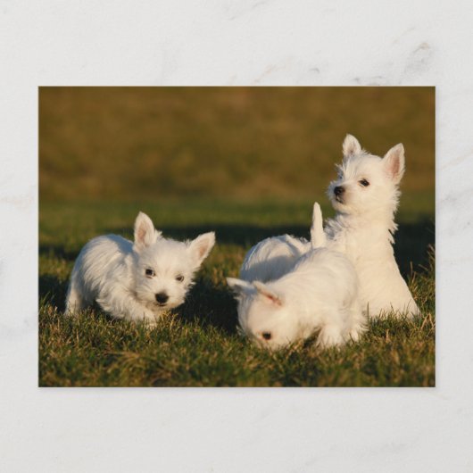 Kutest Baby Animals | Witte Terriers West Highland Briefkaart (Voorkant)