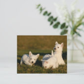 Kutest Baby Animals | Witte Terriers West Highland Briefkaart (Staand voorkant)