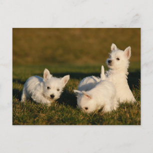 Kutest Baby Animals Witte Terriers West Highland Briefkaart