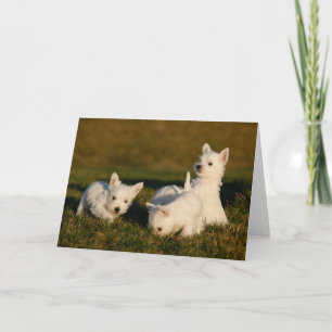Kutest Baby Animals Witte Terriers West Highland Kaart