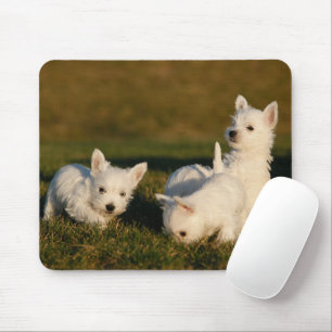 Kutest Baby Animals   Witte Terriers West Highland Muismat