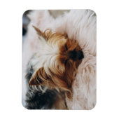 Kutest Baby Animals | Yorkshire Terrier Magneet (Verticaal)