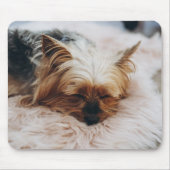 Kutest Baby Animals | Yorkshire Terrier Muismat (Voorkant)