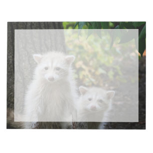 Kutest Baby Animals   Young Blonde Raccoons Notitieblok
