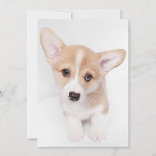 Kutest Baby Animals Young Corgi Puppy Bedankkaart