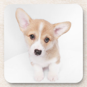 Kutest Baby Animals Young Corgi Puppy Bier Onderzetter