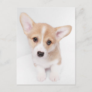 Kutest Baby Animals   Young Corgi Puppy Briefkaart