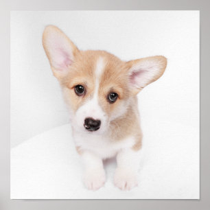 Kutest Baby Animals   Young Corgi Puppy Poster