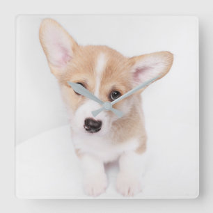 Kutest Baby Animals   Young Corgi Puppy Vierkante Klok