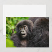 Kutest Baby Animals | Young Mountain Gorilla Bedankkaart (Voorkant / Achterkant)