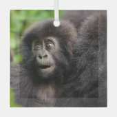 Kutest Baby Animals | Young Mountain Gorilla Glas Ornament (Voorkant)