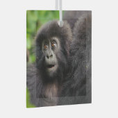 Kutest Baby Animals | Young Mountain Gorilla Glas Ornament (Voorkant Rechts)