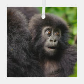 Kutest Baby Animals | Young Mountain Gorilla Glas Ornament (Achterkant)