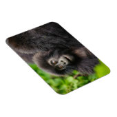 Kutest Baby Animals | Young Mountain Gorilla Magneet (Rechterzijde)