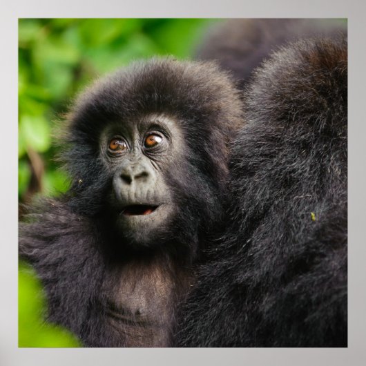 Kutest Baby Animals | Young Mountain Gorilla Poster (Voorkant)