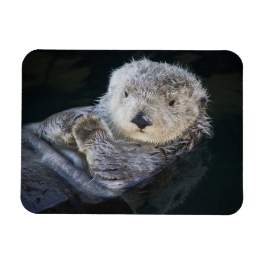 Kutest Baby Animals | Zee Otter Floating Magneet (Horizontaal)