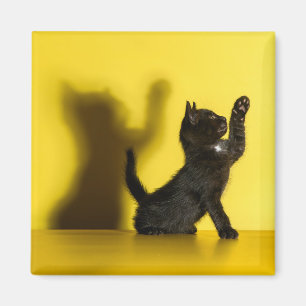 Kutest Baby Animals Zwart kattenspel Magneet