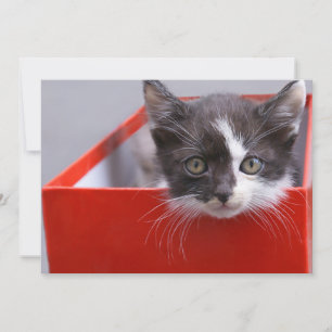 Kutest Baby Animals Zwart-witten Bedankkaart