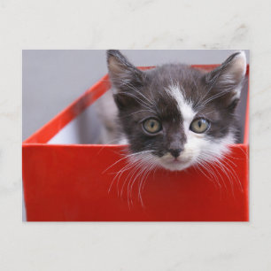 Kutest Baby Animals Zwart-witten Briefkaart