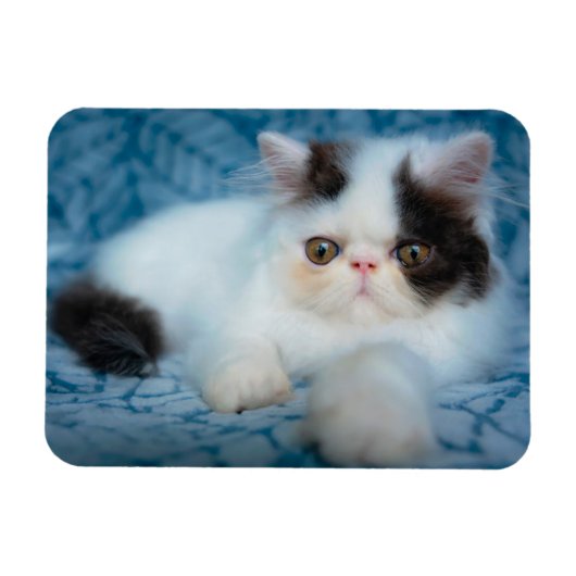 Kutest Baby Animals | Zwart-witten Magneet (Horizontaal)