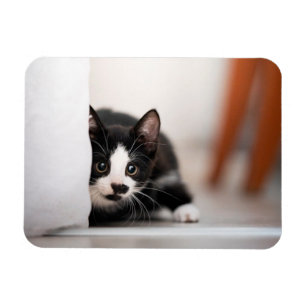 Kutest Baby Animals Zwart-witten Magneet