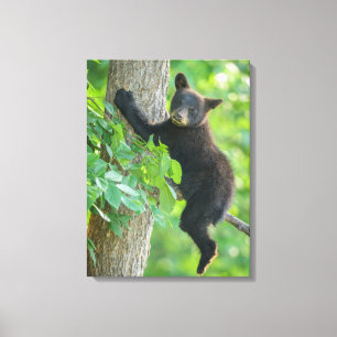 Kutest Baby Animals Zwarte Beer Cub Canvas Afdruk