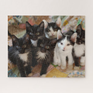 Kutest Baby Animals   Zwarte en witte Kittens Legpuzzel