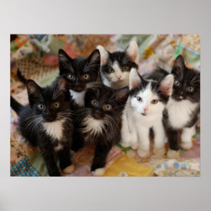 Kutest Baby Animals Zwarte en witte Kittens Poster
