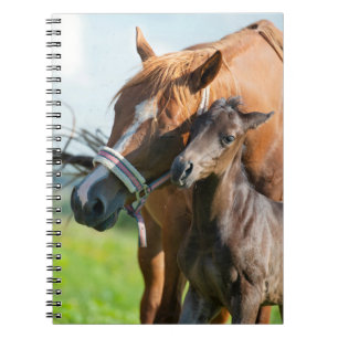 Kutest Baby Animals   Zwarte foal met mam Notitieboek