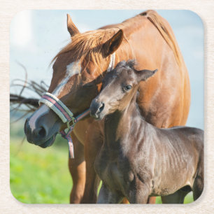 Kutest Baby Animals   Zwarte foal met mam Vierkante Kartonnen Onderzetter