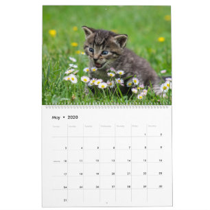 Kutst Cute Kitten Pet Kitty Cats Feline 2021 Kalender