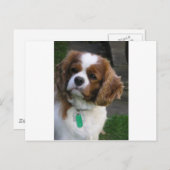 Kutste hond in de wereld briefkaart (Voorkant / Achterkant)