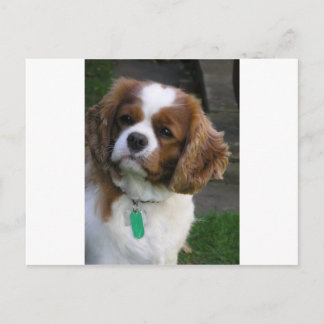 Kutste hond in de wereld briefkaart