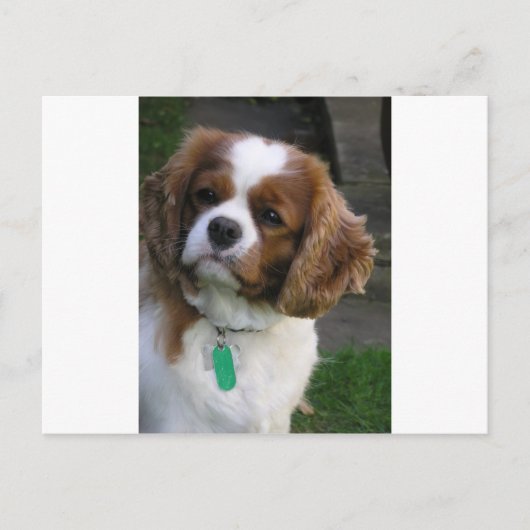 Kutste hond in de wereld briefkaart (Voorkant)