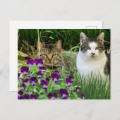 Kutten in de bloementeelt briefkaart (Voorkant / Achterkant)