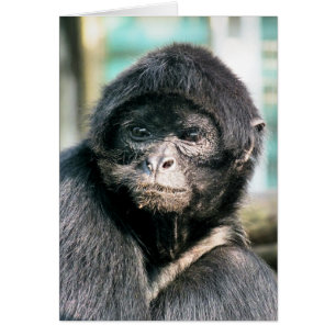 KUUTE ZWARTE SPIDER MONKEYCard