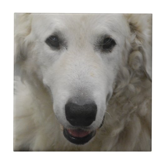 Kuvasz Hondenras Tile Tegeltje (Voorkant)