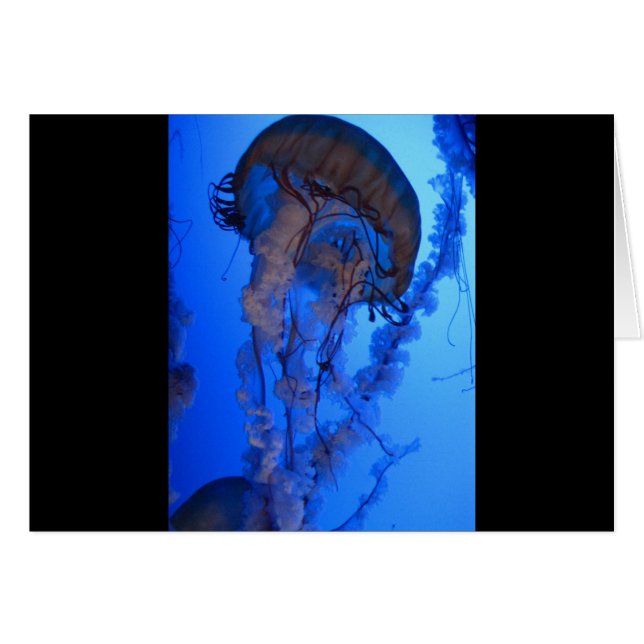 kwal (Voorkant Horizontaal)