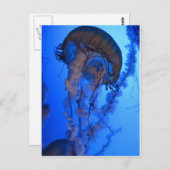 kwal briefkaart (Voorkant / Achterkant)