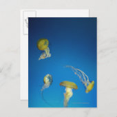 kwal briefkaart (Voorkant / Achterkant)