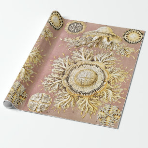 Kwal, Discomedusae door Ernst Haeckel Cadeaupapier