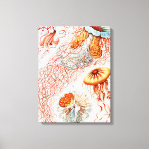 Kwal, Discomedusae door Ernst Haeckel Canvas Afdruk