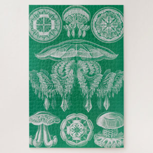 Kwal, Discomedusae door Ernst Haeckel Legpuzzel