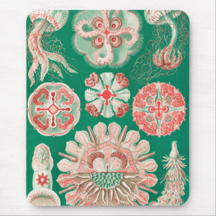 Kwal, Discomedusae door Ernst Haeckel Muismat