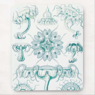 Kwal, Discomedusae door Ernst Haeckel Muismat