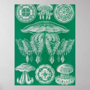 Kwal, Discomedusae door Ernst Haeckel Poster