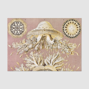 Kwal, Discomedusae door Ernst Haeckel Tissuepapier