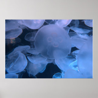 Kwal Drift - Aquarium of the Pacific Poster